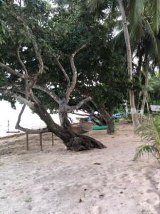 爱妮岛Tay Delings place的海滩上的树,下方有长凳