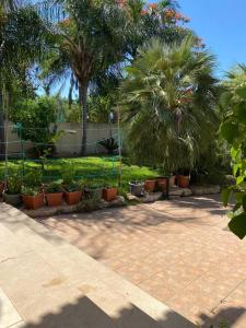 Tel ‘Adashimהמקום של ענת. Anat's place的公园内种有棕榈树和植物的庭院