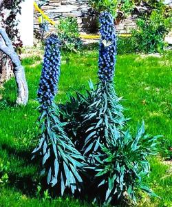 阿波罗尼亚ANCIENT MEROPIA - Astrogonio, Apollonia的一种在院子里生长着蓝色花的植物