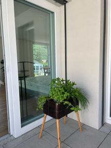 巴尔斯塔尔The R Apartment Passwang, KLIMA, NEU, Balkon, Parking的窗边立着的植物