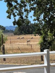 Wine Country - Country home的一群动物在围栏后面的田野里