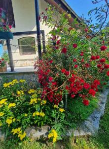 道那班亚Villa Janet的花园里的一束红色的鲜花