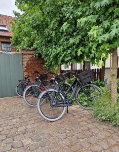 马斯特里赫特De Hofstee的停在树旁边的一群自行车
