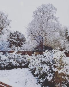 奥平顿田园居的花园覆盖着雪花和树木