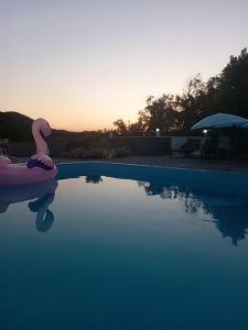 Vila Nikola的游泳池里漂浮着粉红色的火烈鸟