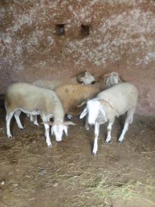马拉喀什Nuit dans la ferme的一群羊彼此相邻