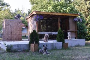 阿赫托波尔Вили Водно Конче Villas Vodno Konche的狗屋旁的草地上坐着的狗