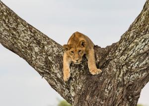 恩戈罗恩戈罗Ngorongoro Lodge member of Meliá Collection的狮子 ⁇ 在树上