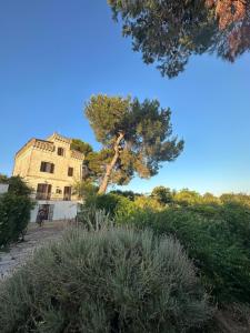 奥斯图尼Torre Marinella的一座建筑前的松树