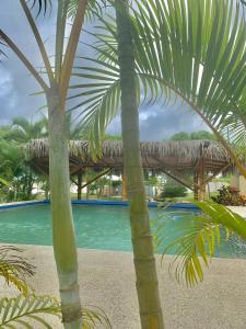 ManglaraltoOcean View Hill的游泳池前的棕榈树