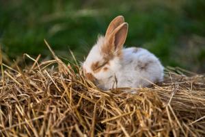 DalbyHesselgaard Glamping的一只小兔子正坐在一捆干草中