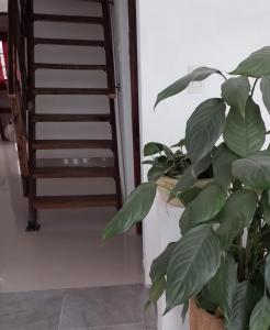 San Pedro de JujuyLa Casona的楼梯旁的盆子中的植物