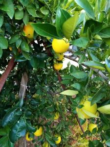 温特和克Eve's Accommodation的树上生长的柠檬