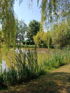 FeingsLes ROSEAUX A la Campagne au centre des chateaux de la Loire的草木公园里的池塘