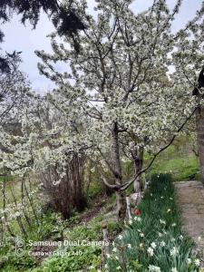 ChʼivaBardy guest house的花园中种有白色花的树