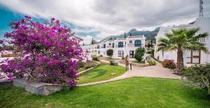凯里尼亚橄榄树酒店的一排白色房子,在院子里种紫色的花
