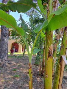 卡利地亚Villa Selini的一群有绿叶的香蕉树