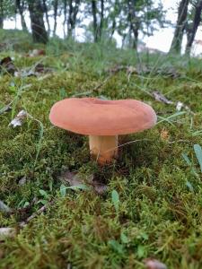 RrëshenN’Kanu的草丛中的一个蘑菇