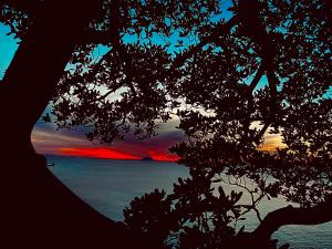 特罗佩阿Bonsai的从树后欣赏日落美景