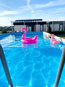 萨比诺瓦Zagaje Pokoje Gościnne的游泳池内两个粉红色充气火烈鸟