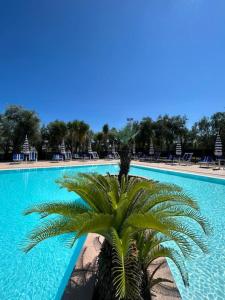 维耶斯泰Appartamenti Vacanze Minervino的游泳池前的棕榈树