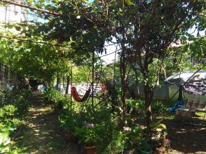巴统Jessi Batumi的花园,花园内有吊床,挂在树上
