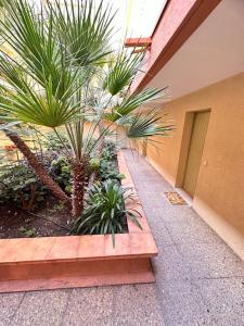 滨海卡瓦莱尔Appartement Sea Shell的一座种植了棕榈树的庭院