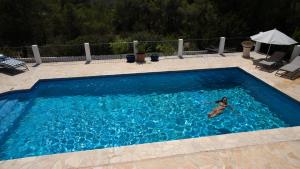圣安东尼奥Can Paradís的一只狗在蓝色的大游泳池游泳