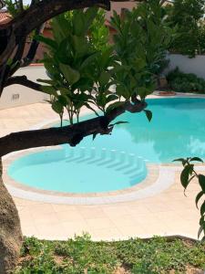 奥尔比亚Villa Ada Olbia的前方有树的游泳池