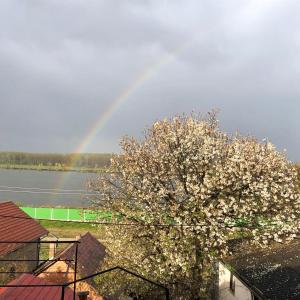 斯雷姆斯基卡尔洛夫奇Julie's family hostel at Novi sad Sremski karlovic的下在树上,下在下方有彩虹的彩虹