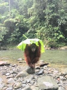 武吉拉旺Sumatra Jungle Trek In & Orangutan Trips的河上一只带雨伞的猴子