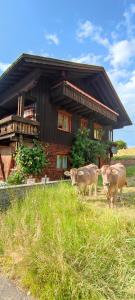上施陶芬Ferienhaus am Berg的两头奶牛站在房子前面的草上
