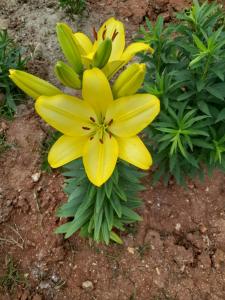 伏罗拉Rey Garden 2的黄色的花在土里长着