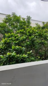 海得拉巴Hitech Shilparamam Guest House的白色墙壁上绿色的灌木丛