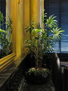 胡志明市HOTEL le JARDIN SECRET saigon的窗台上盆里的植物