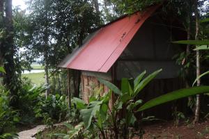 博卡斯德尔托罗Konsenda Bocas del Toro的树林里一个红色屋顶的旧棚子