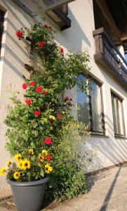 圣卡尼兹Die Sonnenblume的建筑物边的一盆花