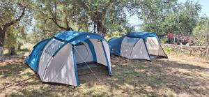 希马拉Olive Camping的树田里三个帐篷