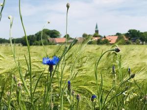 吕肖Plater Hermann的草场上的蓝色花