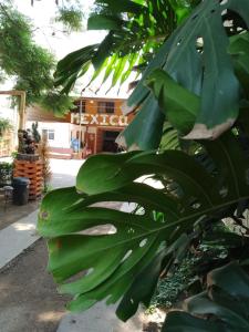 墨西哥城Casita del Árbol的树上的一束绿叶