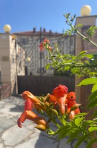 Ozzano Monferrato毗邻四季住宿加早餐旅馆的一群红鸟坐在树上