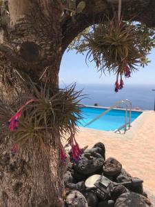蒂哈拉费HRlos Piratas - Ferien Haus La Palma - GOOD WLAN !!的旁边一棵树,池边有岩石和植物