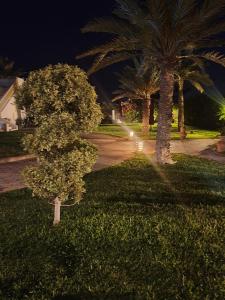 迈来亚Dar El Jerbi的两棵棕榈树旁的草上的小树