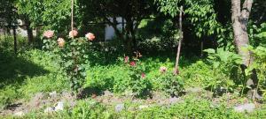 OniTsknari Oda的草上种着粉红色花的花园