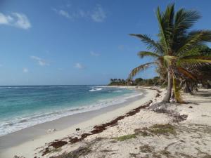 圣安尼Kaz ananas, spa privatif ,plage du Helleux的海边的棕榈树