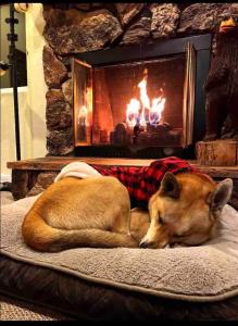 大熊湖Hallelujah Forest的一只狗躺在壁炉前的枕头上