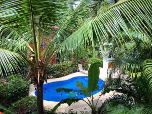 诺萨拉Villa Tortuga的棕榈树和花园内的游泳池