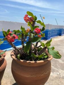 NyanyanuAnne’s Beach House的盆栽植物,盆里放着红色的花