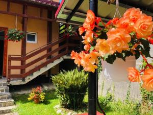 锡纳亚CASA de VIS的花柱上橙花的房子