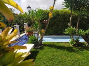 加拉加斯Posadas Le Petit Inn的一座种有棕榈树和游泳池的花园